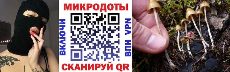 Купить  Сальск  Псилоцибиновые грибы Psilocybine cubensis 